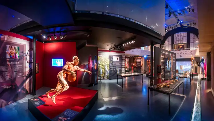 Hotels in der Nähe von KÖRPERWELTEN Museum "Anatomie des Glücks" | Altes Hallenbad Heidelberg | Dauerausstellung