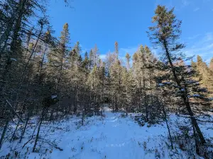 Northern Highland–American Legion State Forest