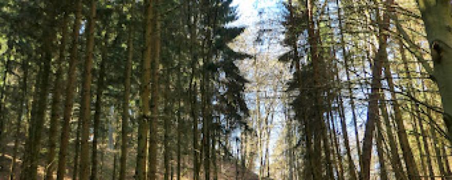 Bodensteiner Sandsteinklippen / Boulderspot