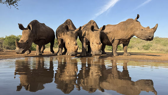 Zimanga Private Game Reserve