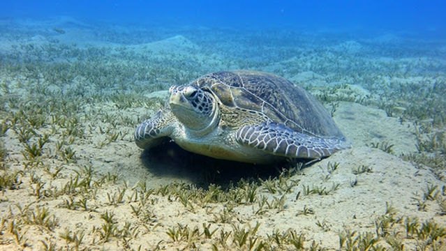 SeaHorse Diving Club