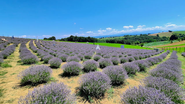Sakarya lavanta bahçesi