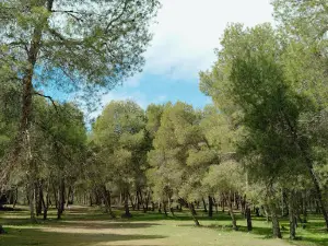 forêt Bouhriz