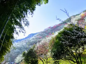 Gwangyang Maehwa Festival
