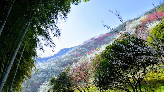 Gwangyang Maehwa Village