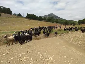 Kabakbaş