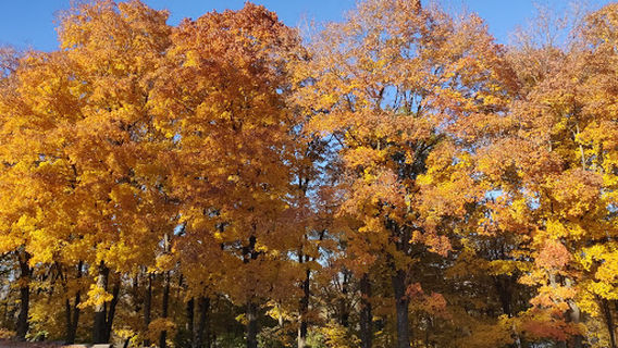 Ellis-Porter Park