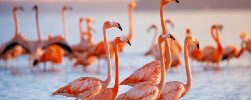 مسبح وكافية فلامنغو - Flamingo swimming pool