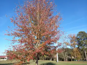 Gilmer County Parks