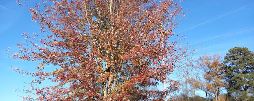 Gilmer County Parks