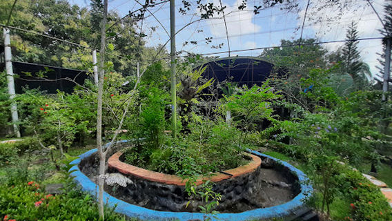 Butterfly Garden