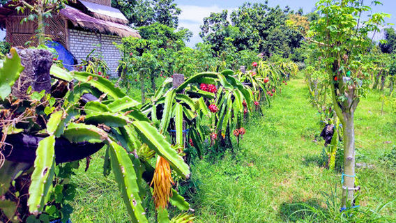 Wisata Petik Buah Naga Kebonagung
