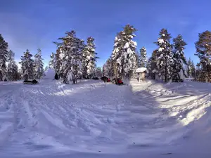 Pakasaivo