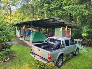Caribbean Rainforest Sloth
