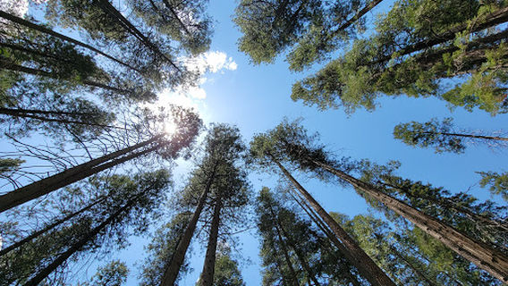 Yosemite Valley View