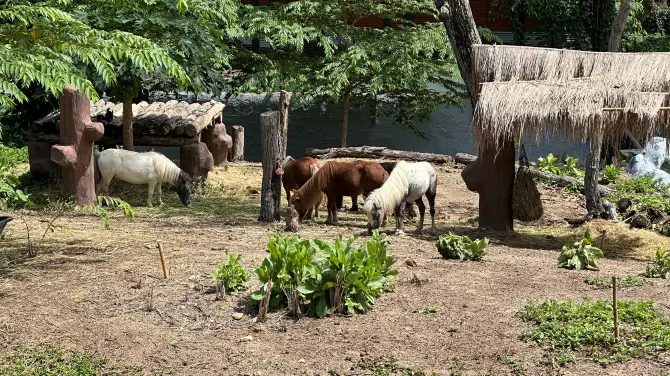 5_清邁動物園