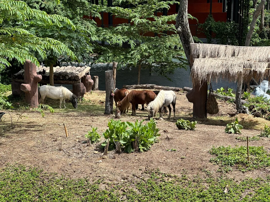 5_清邁動物園