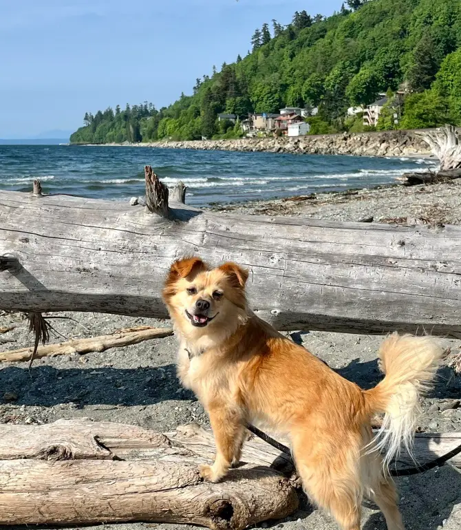 Picnic Point-North Lynnwood