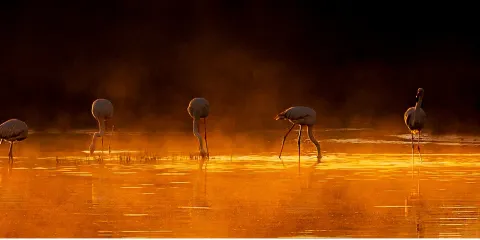 Laguna de Fuente Piedra