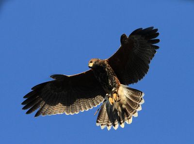Ireland’s School of Falconry