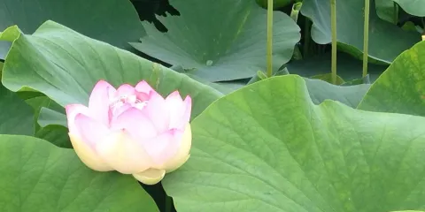 Karako Marsh Park Lotus Pond