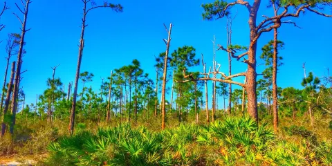 Gulf Islands National Seashore