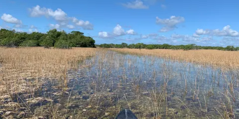 Flamingo