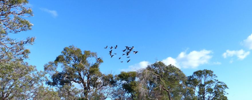 Star Swamp Bushland Reserve