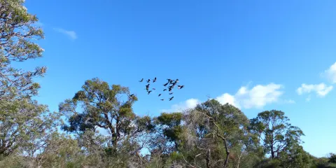 Star Swamp Bushland Reserve