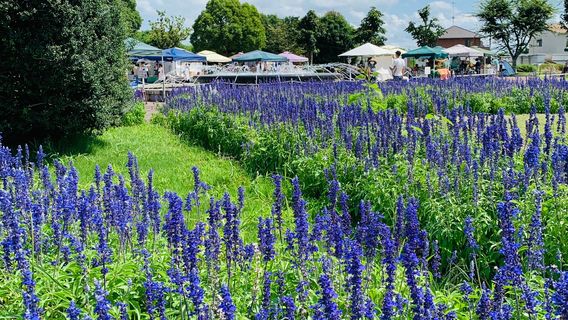 Suzuka Flower Park