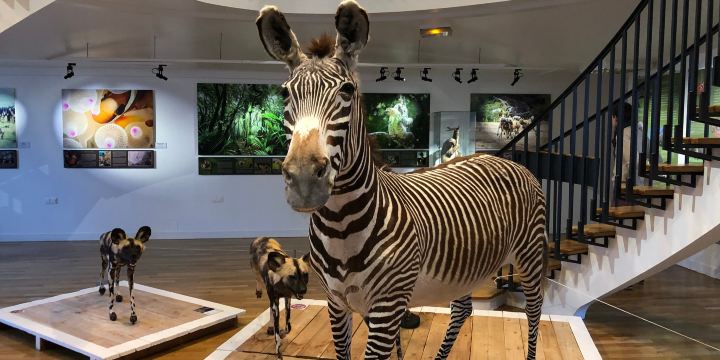 Natural History Museum