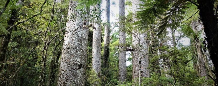 Manginangina Kauri Walk