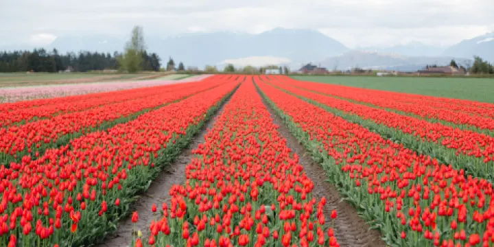 Tulips of the Valley