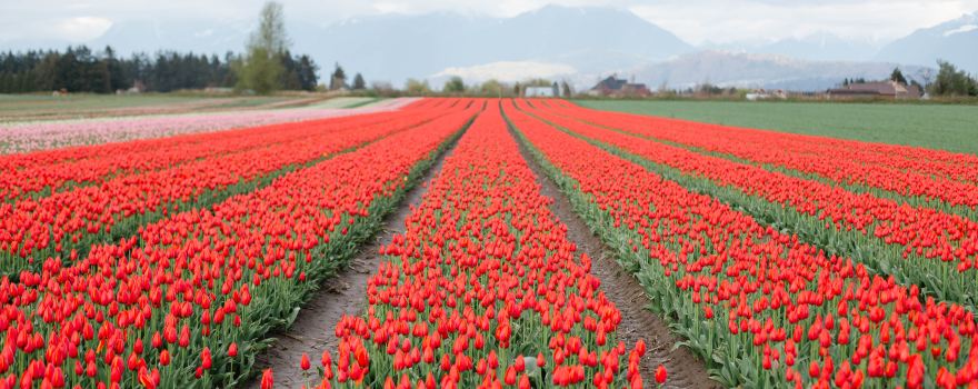 Harrison Tulip Festival