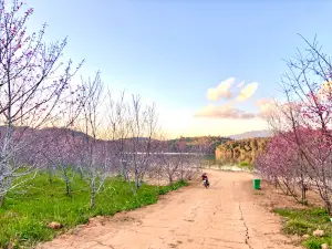 Đảo hoa anh đào