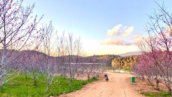 Đảo hoa anh đào