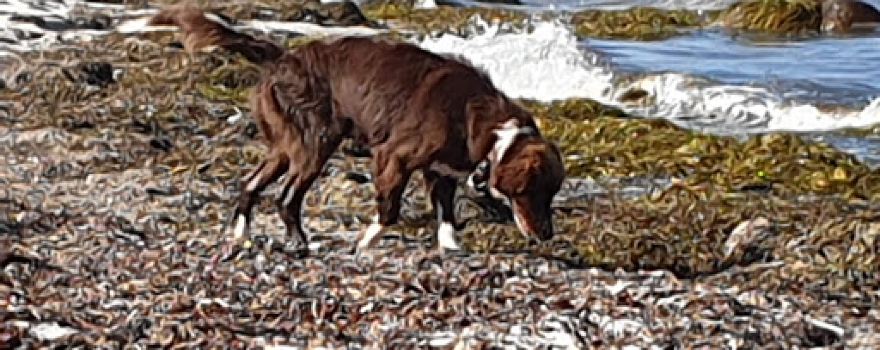 Elsehoved Strand