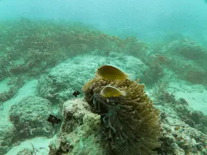 Wimbi Diving Zanzibar
