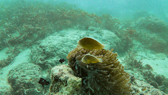 Wimbi Diving Zanzibar