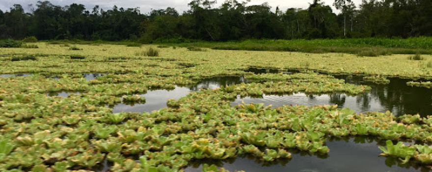 Laguna de Limoncocha