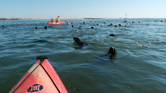 Eco Marine Kayak Tours