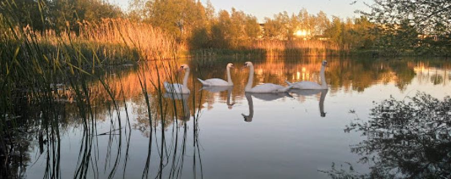 Parc de la Roselière