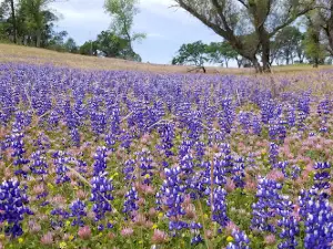 Loafer Creek Recreation Area
