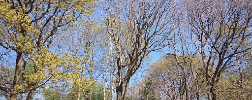 Abbot's Wood
