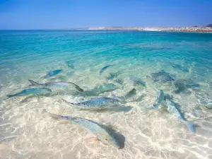 Mauds Landing Beach