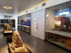 Museo de historia Natural e Histórico de San Antonio MUSA