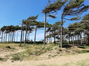 National Trust - Formby