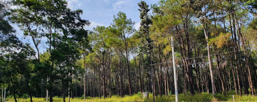 Pa Son Nong Khu Forest Park