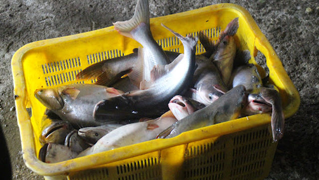 Kolam Pancing MITRA TIRTA Sumberlanggeng