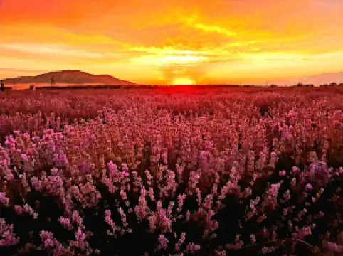 Lavanda Qəbələ Essenso Sahəsi( lavender fields Gabala)